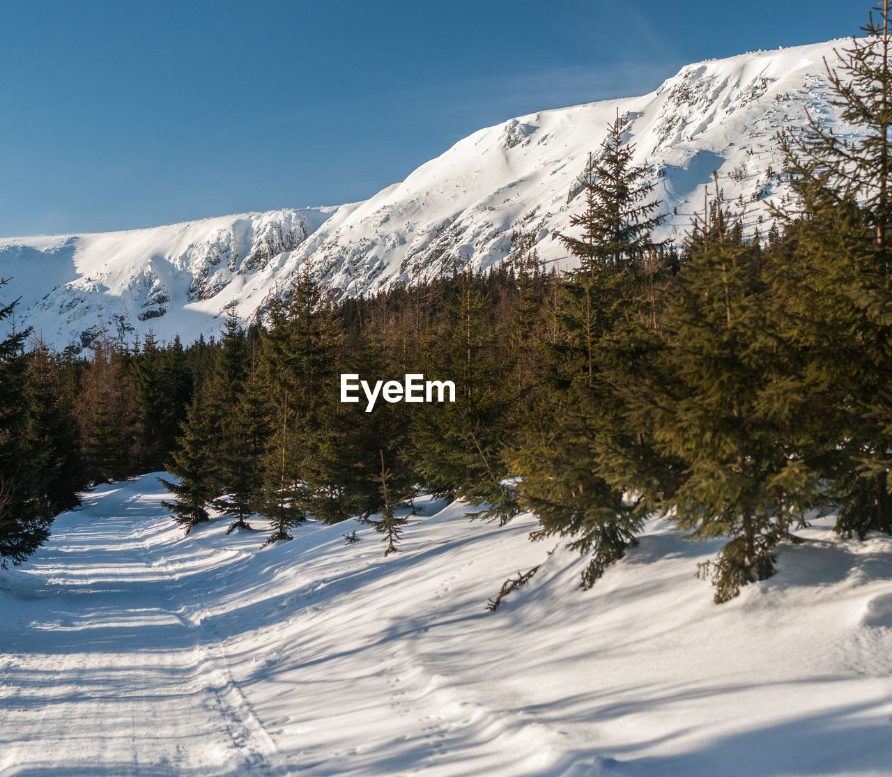 Trees on snow covered mountains against sky