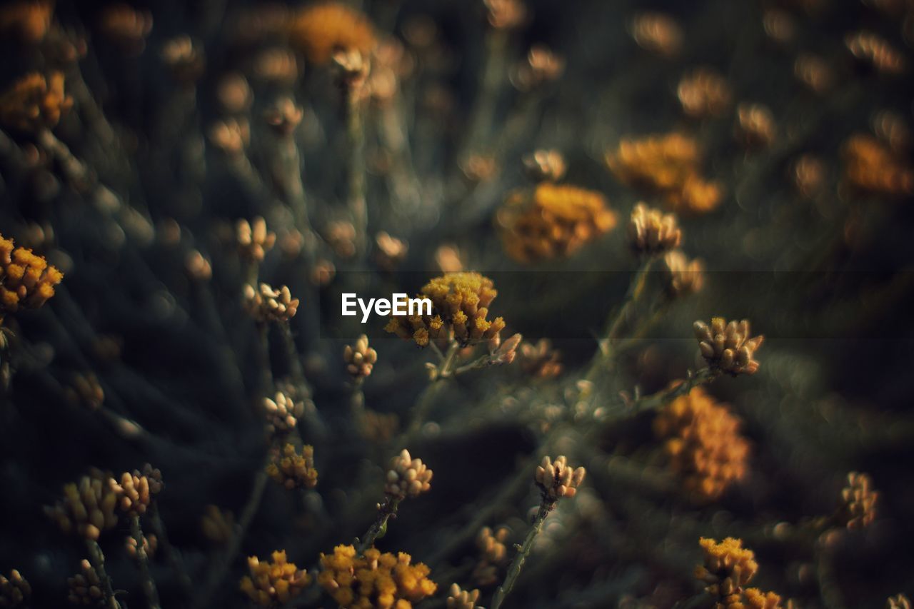 Close-up of yellow flowering plants on field