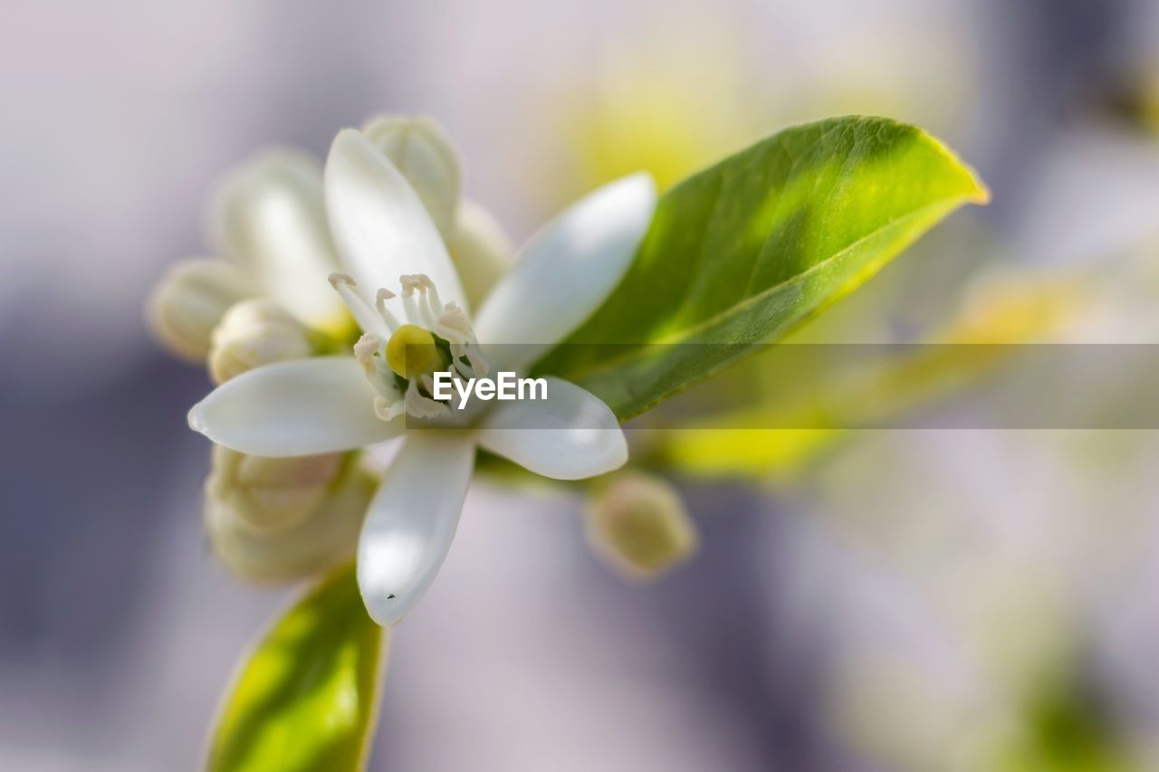 Close-up of white flowering plant