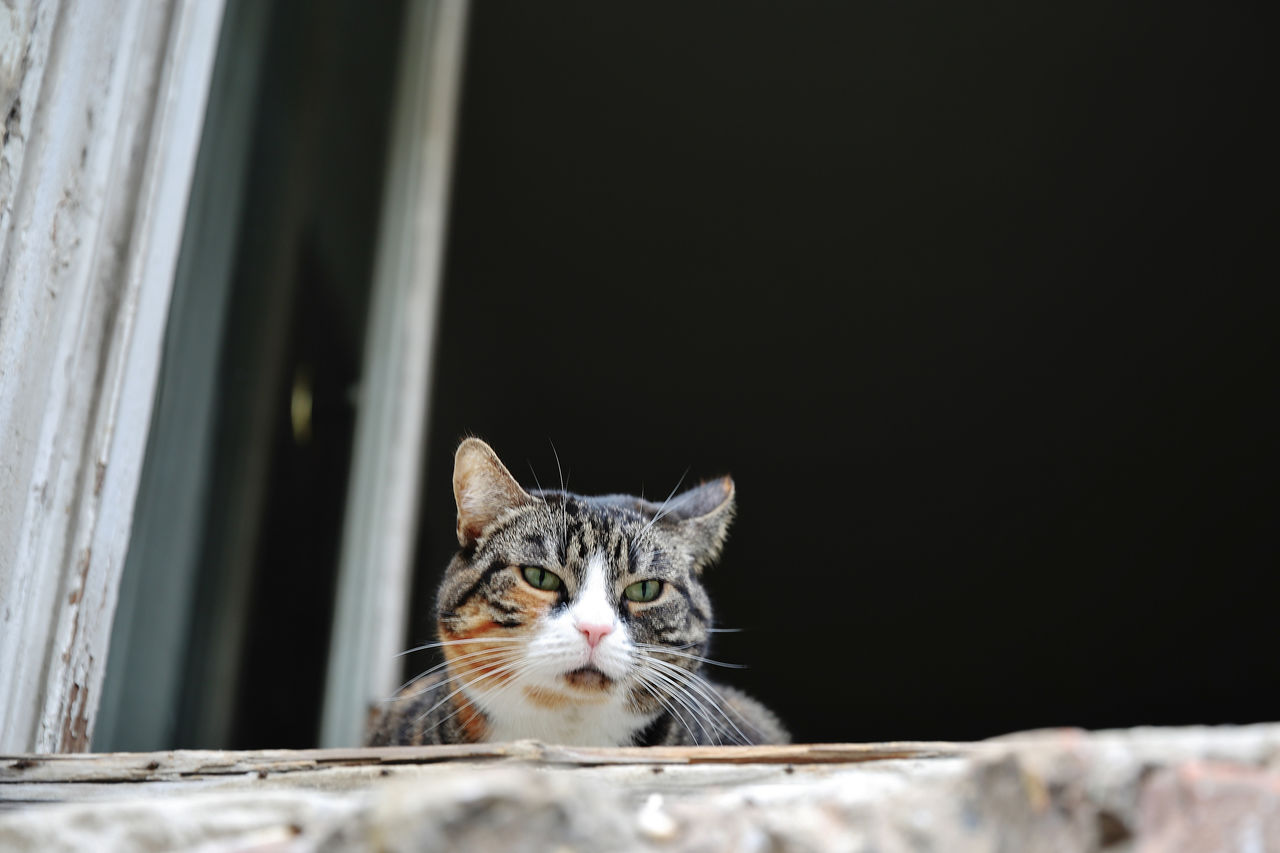 Close-up portrait of a cat