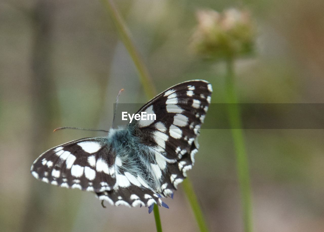 BUTTERFLY POLLINATING FLOWER