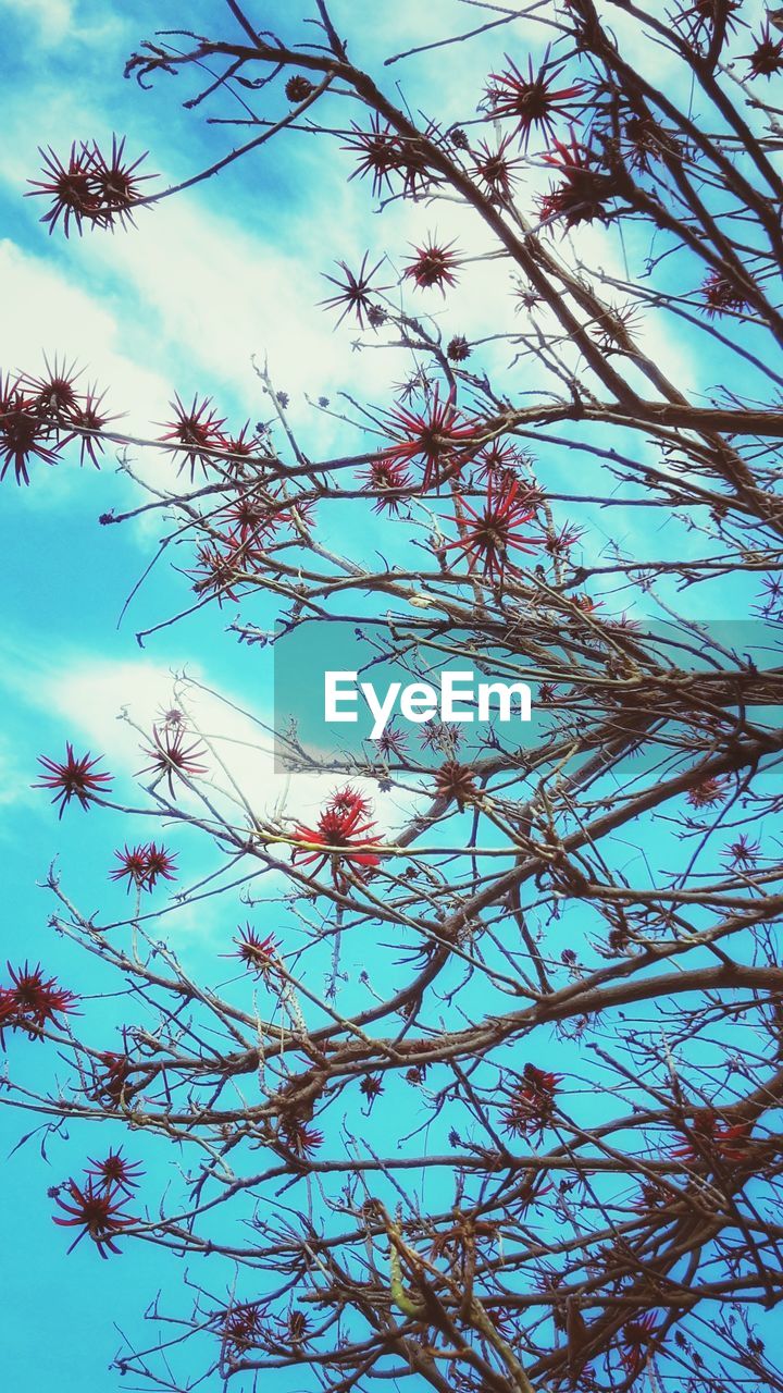 LOW ANGLE VIEW OF FLOWERING PLANTS AGAINST SKY