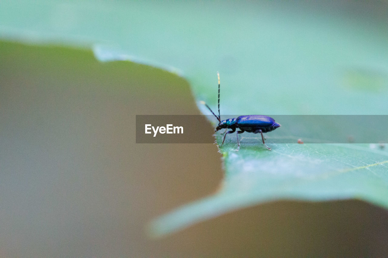 CLOSE-UP OF HOUSEFLY