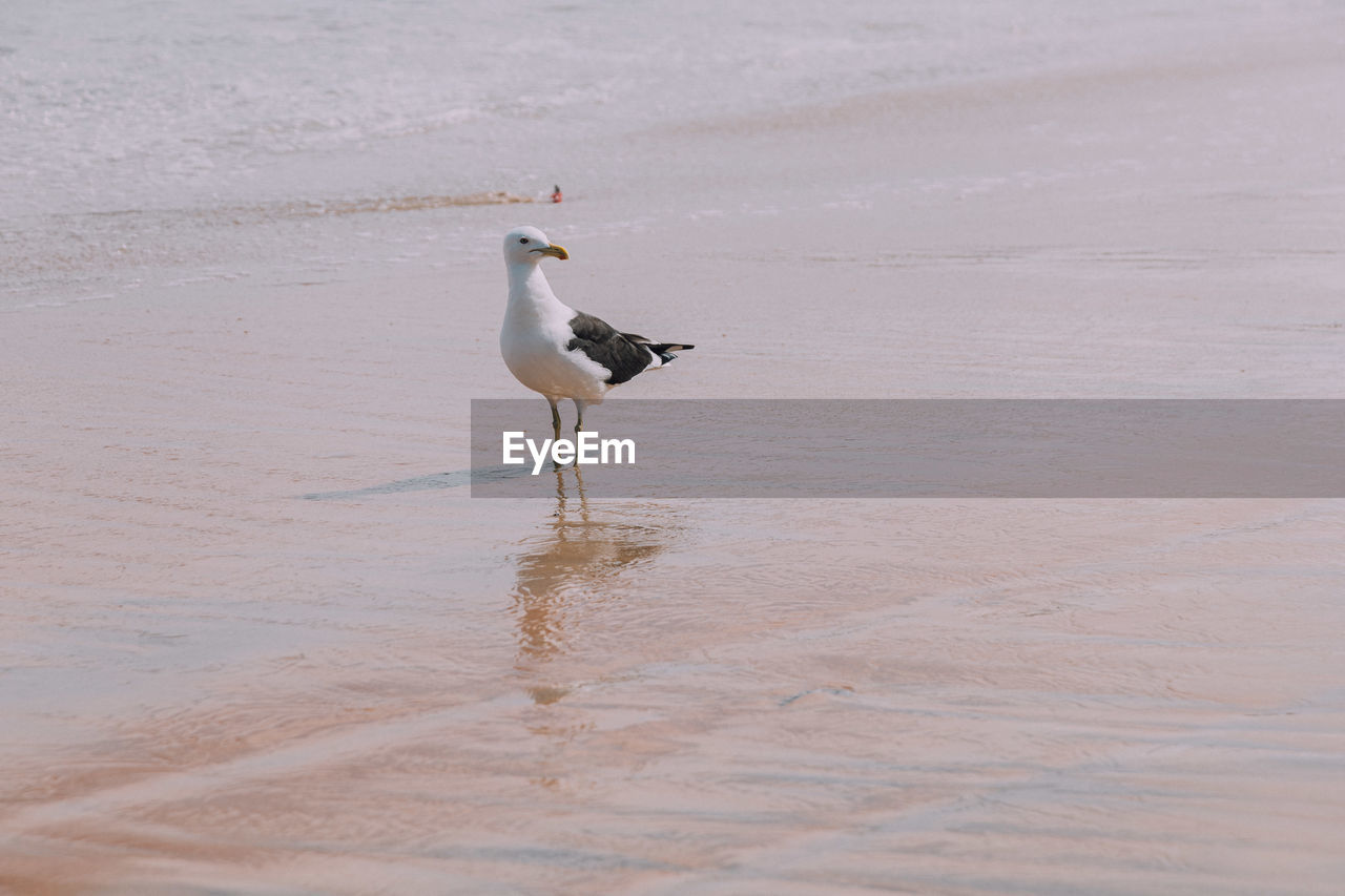 animal themes, animal, bird, animal wildlife, wildlife, one animal, water, sand, nature, no people, land, beach, sea, day, full length, outdoors, wading