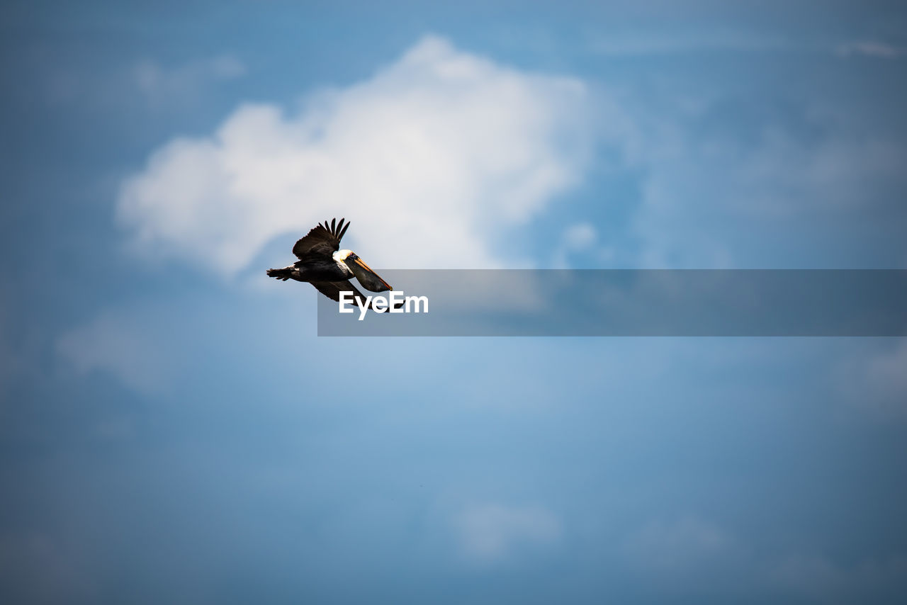 Low angle view of pelican flying in blue sky