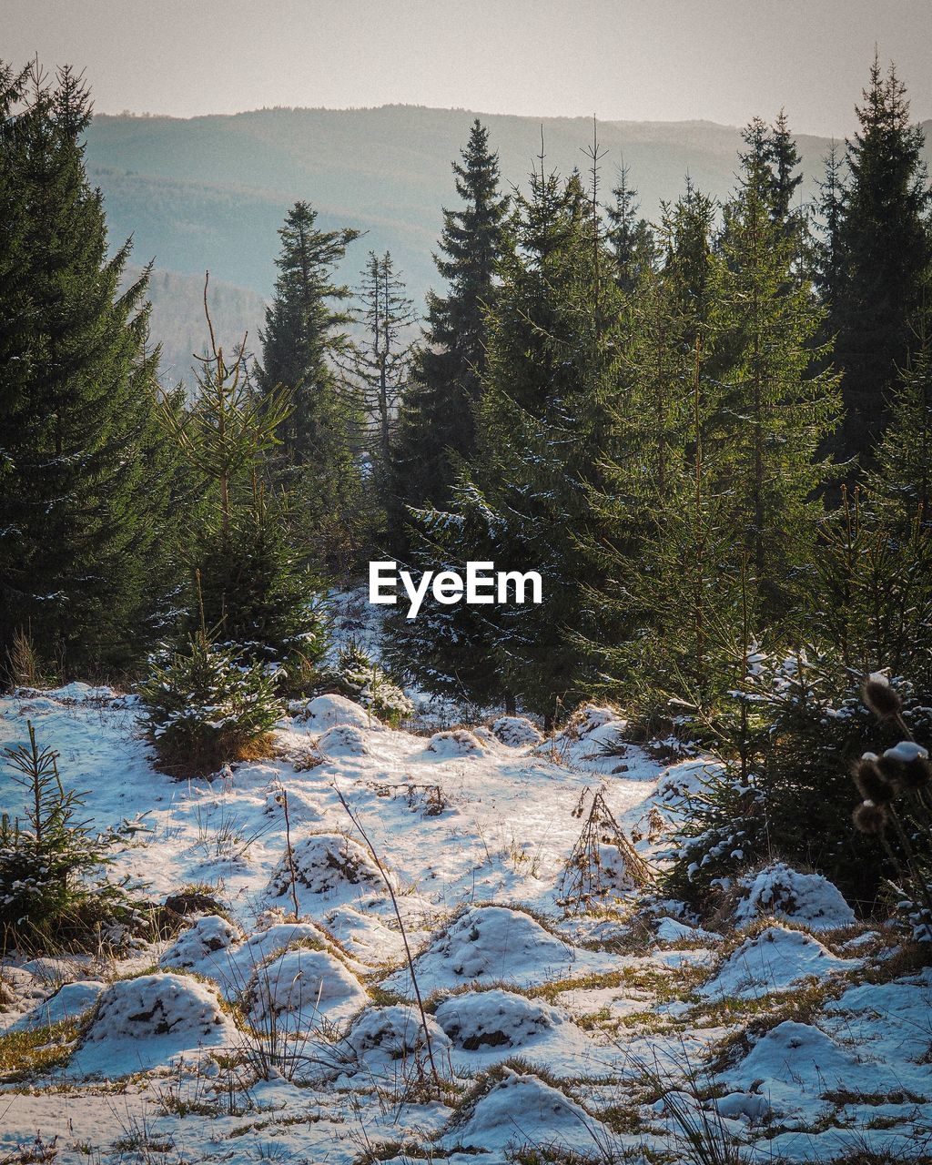 View of pine trees in forest during winter