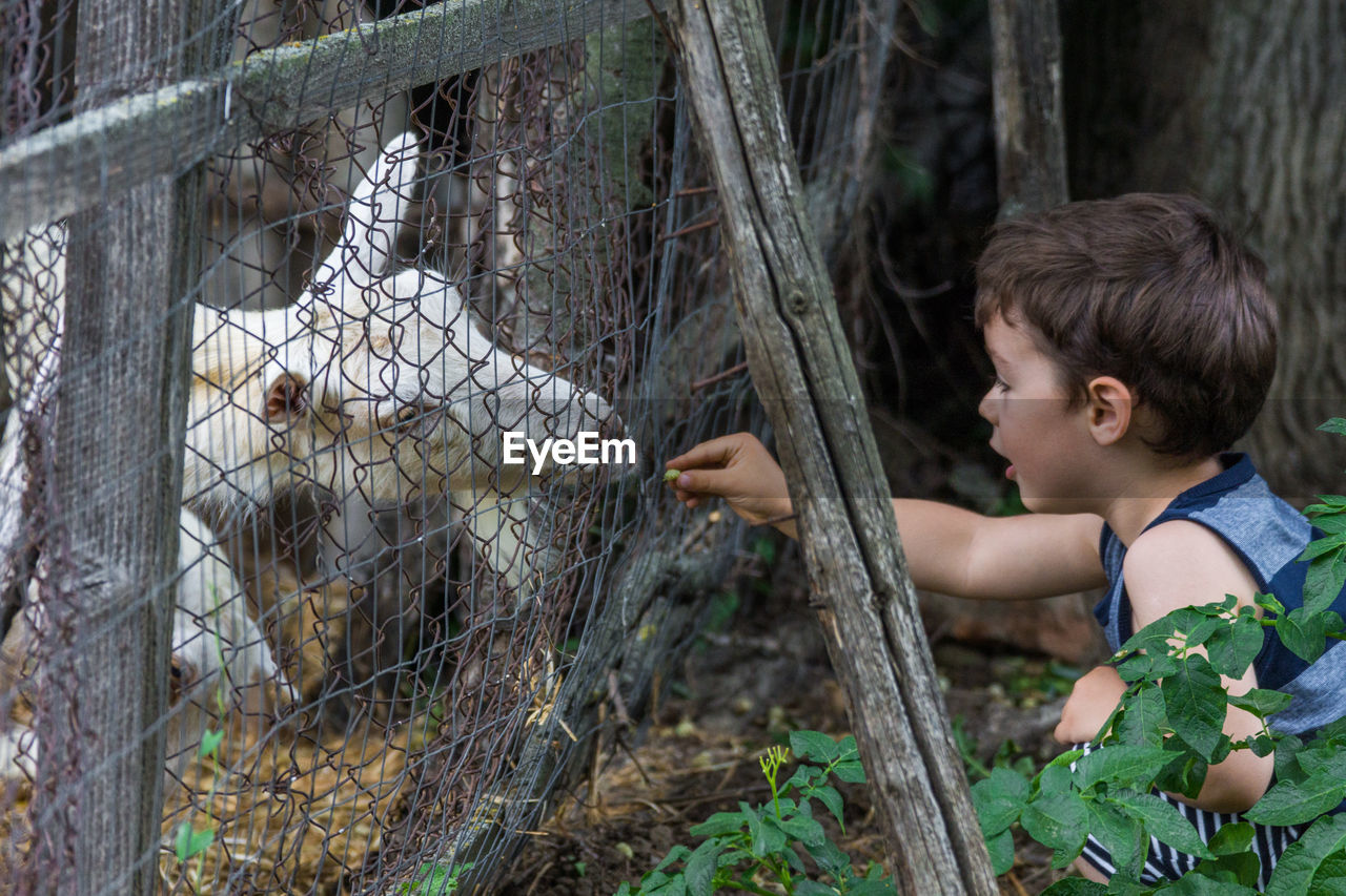 Side view of cute boy feeding goat through fence