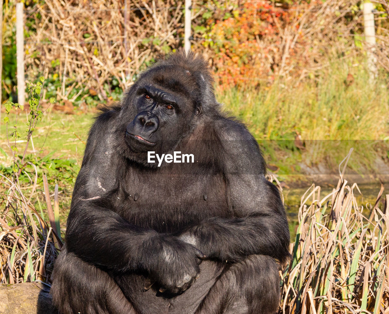 Portrait of gorilla sitting outdoors