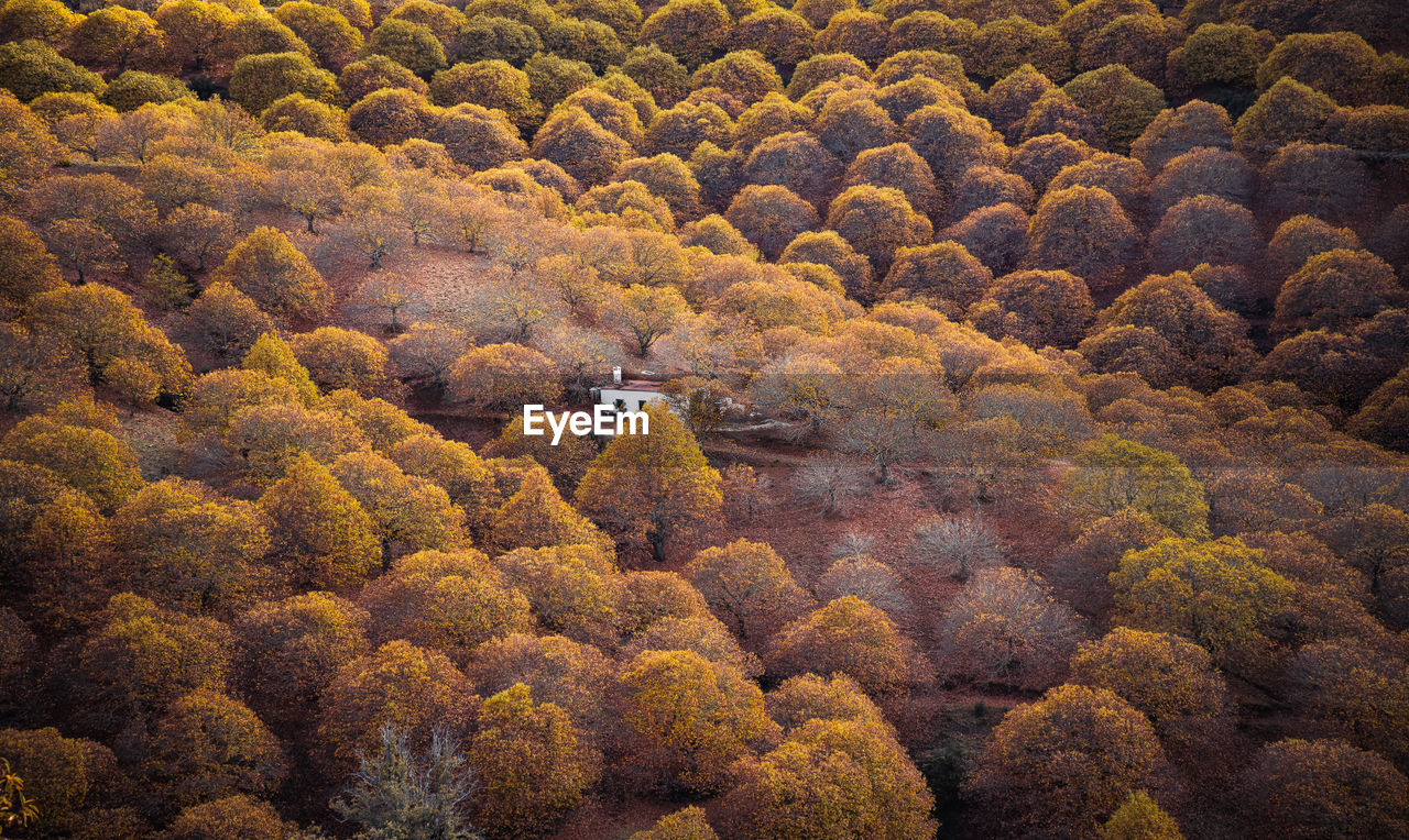 HIGH ANGLE VIEW OF TREES AND PLANTS IN FOREST