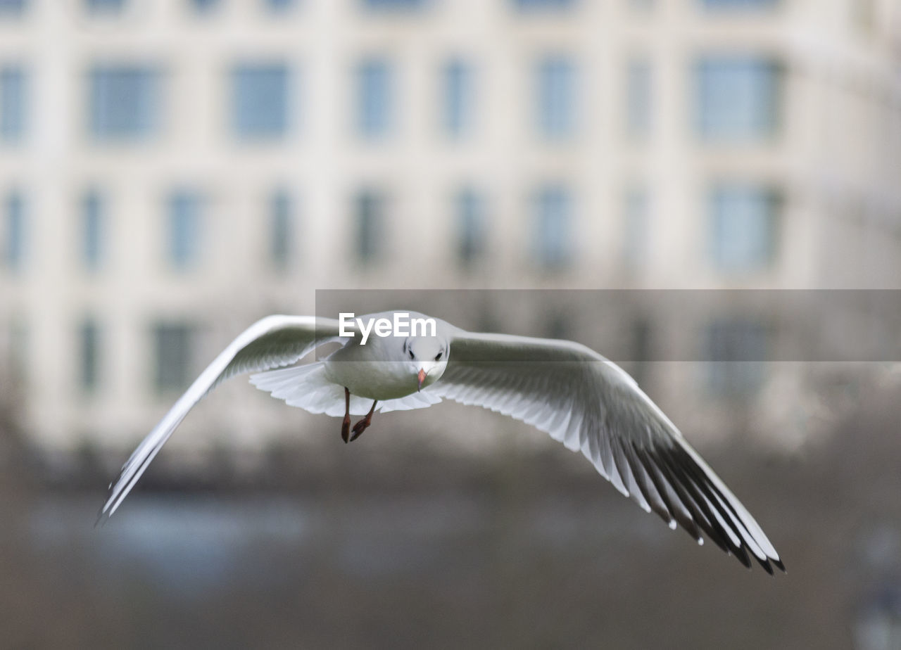 CLOSE-UP OF SEAGULL FLYING IN A BIRD