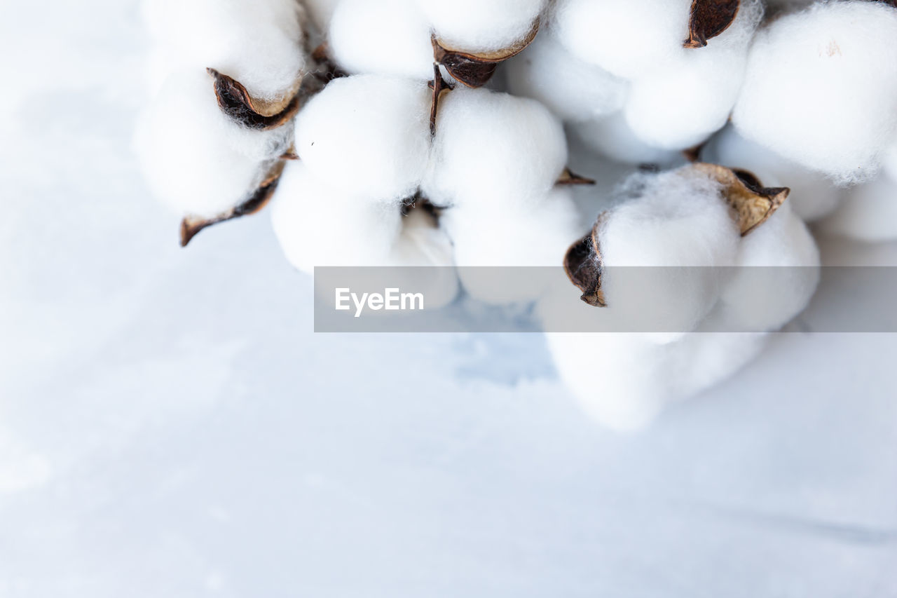 White fluffy cotton flowers. delicate light background. natural organic fiber. fabric raw material