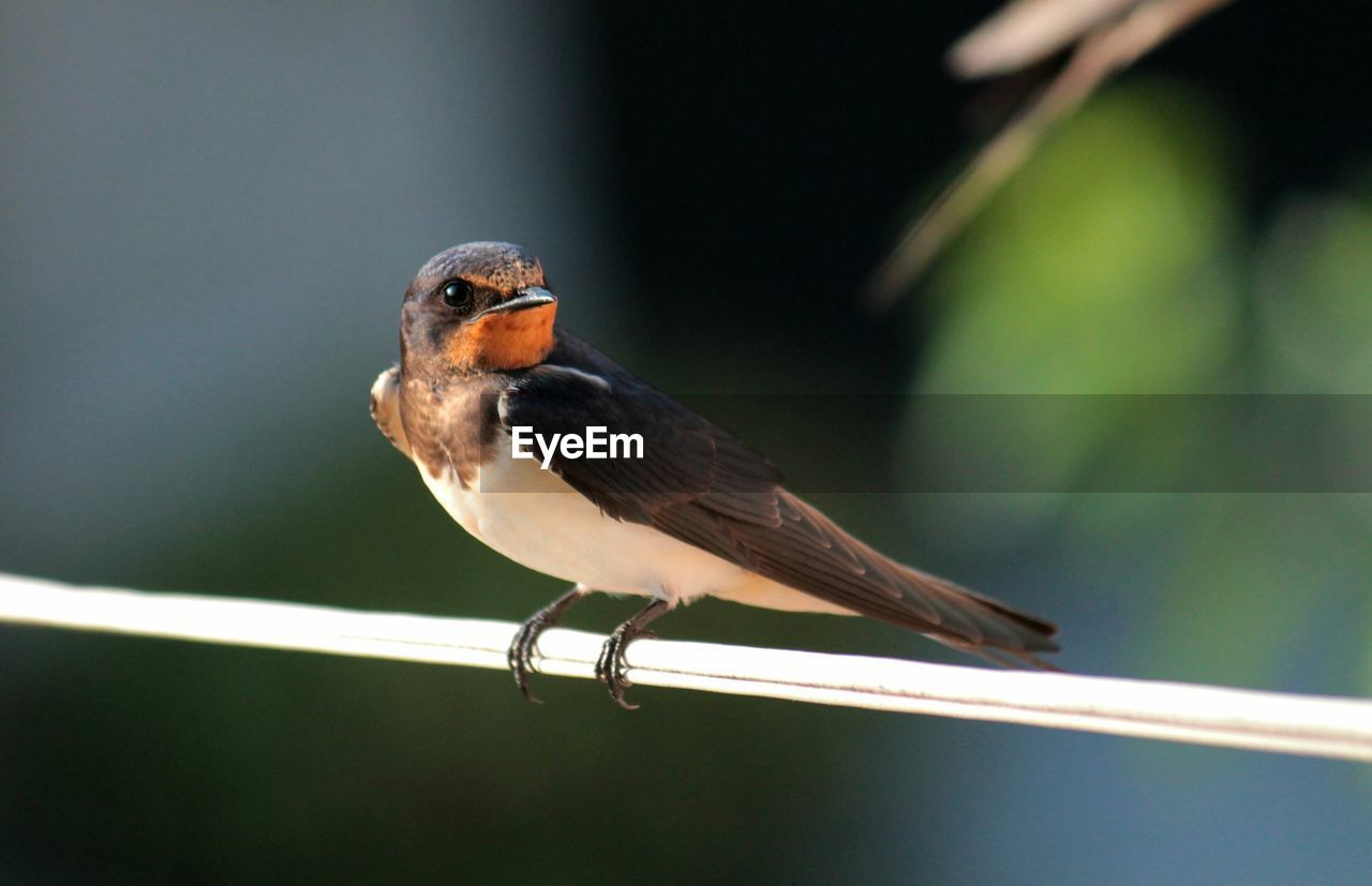 Close-up of swallow perching on railing