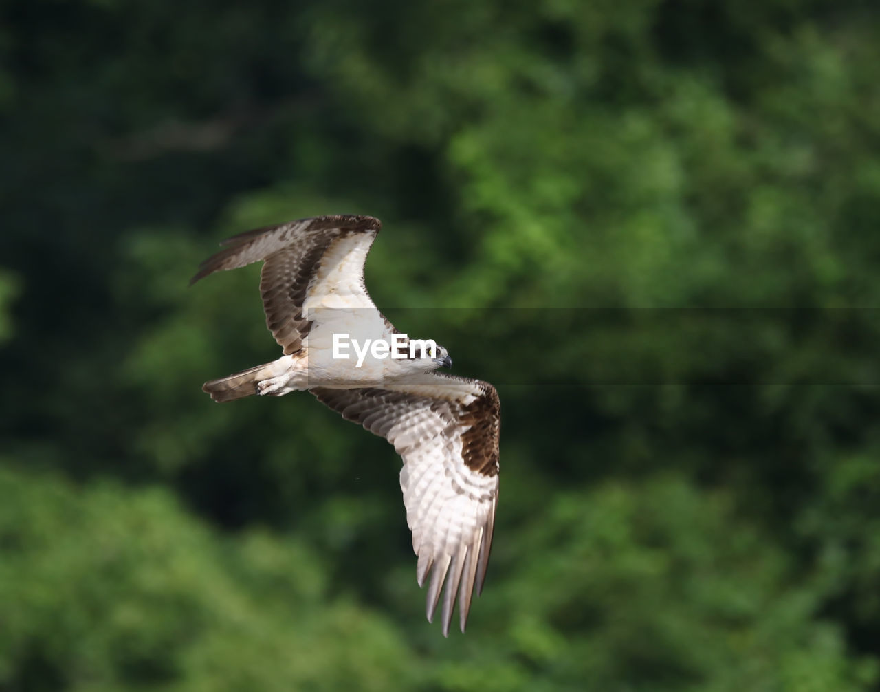 Bird flying against trees