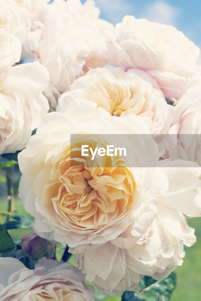 Close up beautiful english rose flower blooming in summer