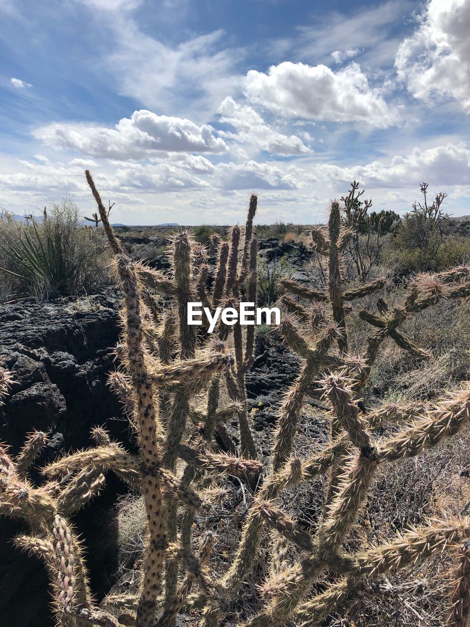 CACTUS GROWING IN DESERT