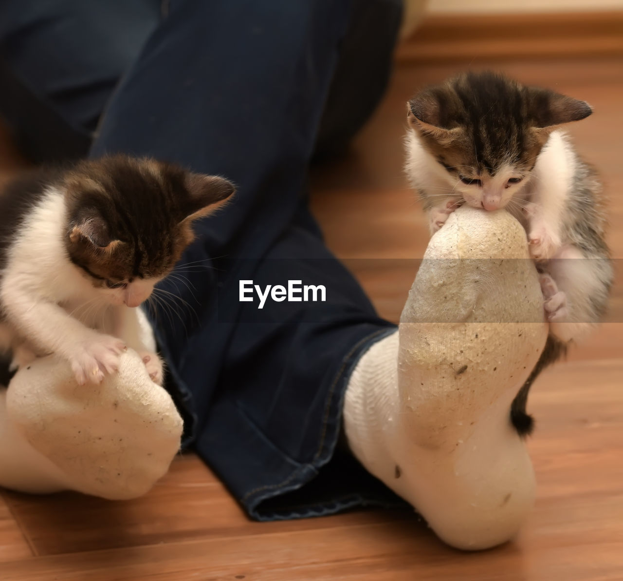 CAT SITTING ON HARDWOOD FLOOR