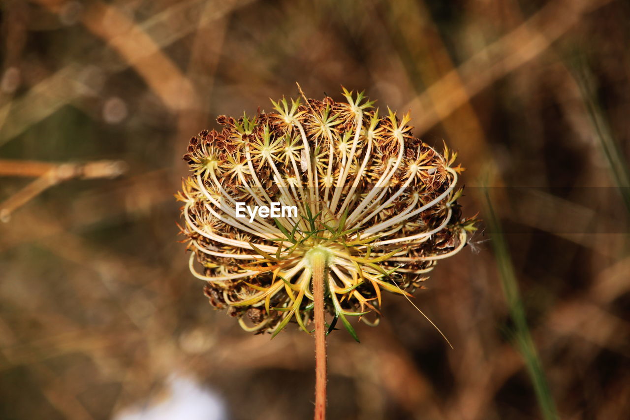 Close-up of wilted flower