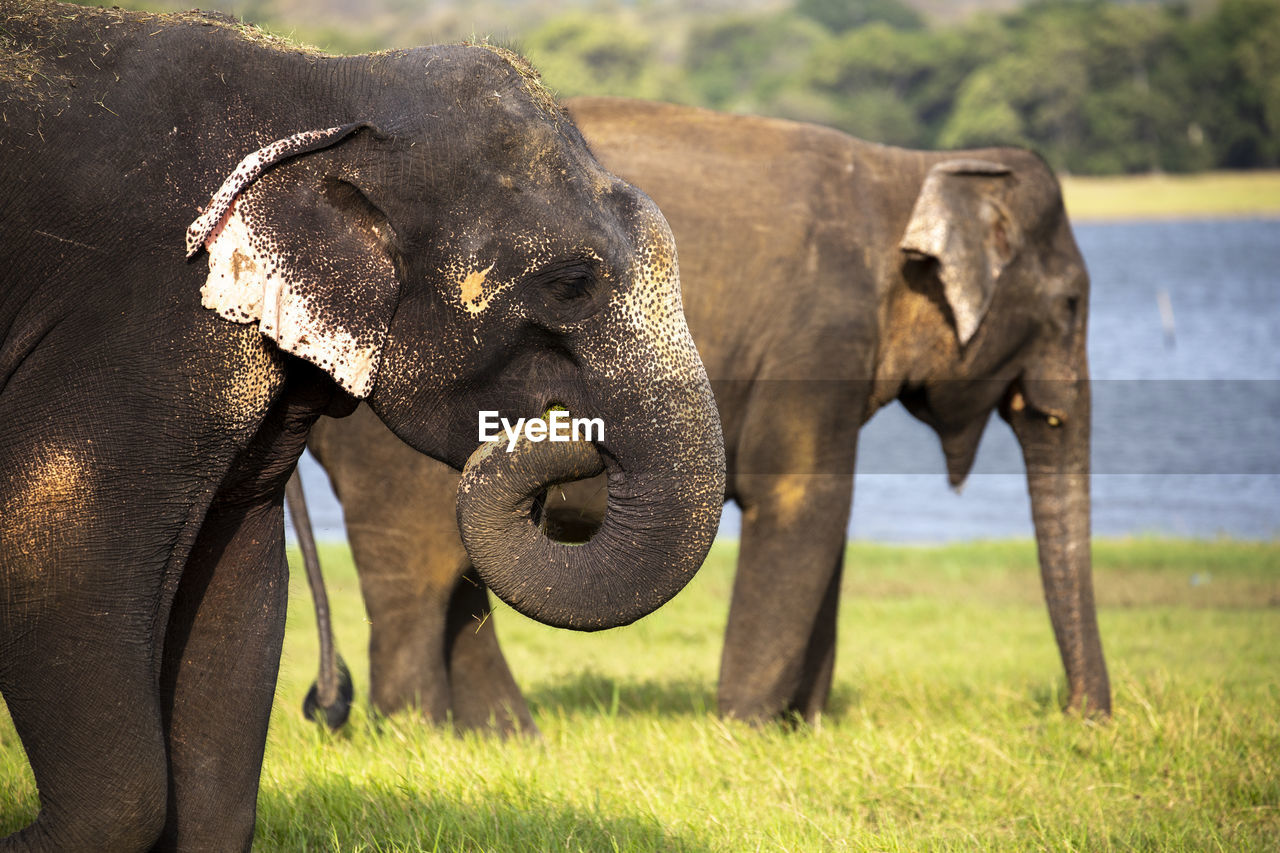 Elephants standing on field