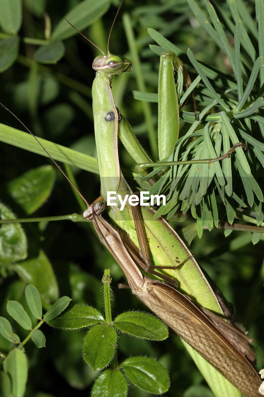 CLOSE-UP OF GRASSHOPPER ON PLANT