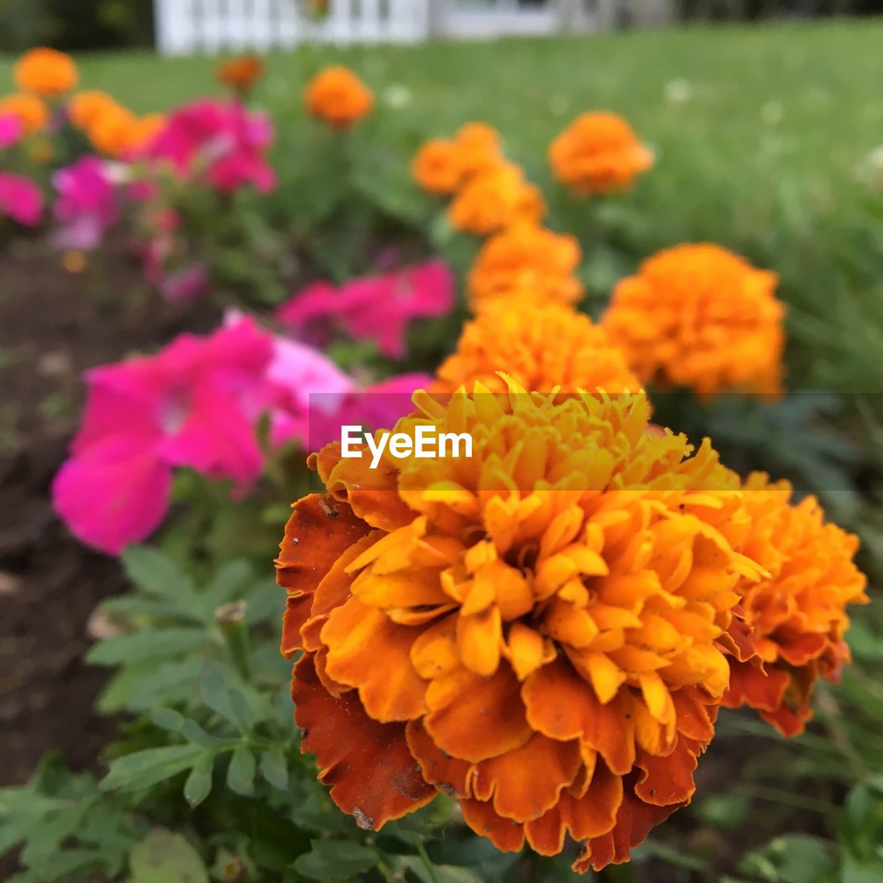 CLOSE-UP OF MARIGOLD FLOWERS IN PARK