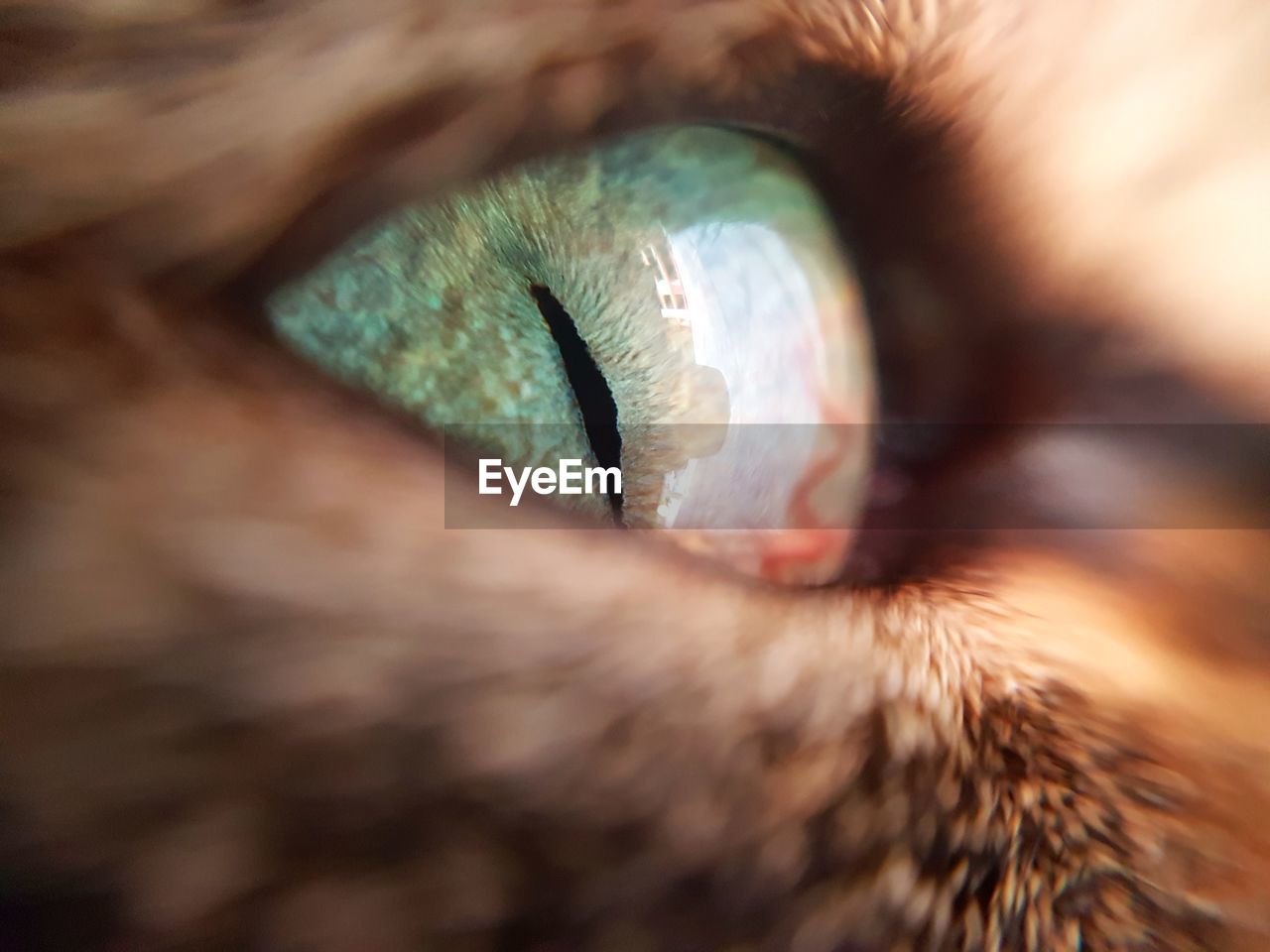 Cropped image of cat eye