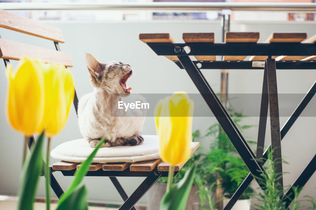 YELLOW SITTING ON CHAIR