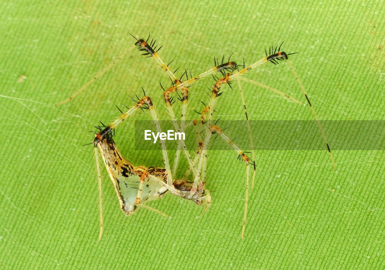 CLOSE-UP OF ANT ON LEAF