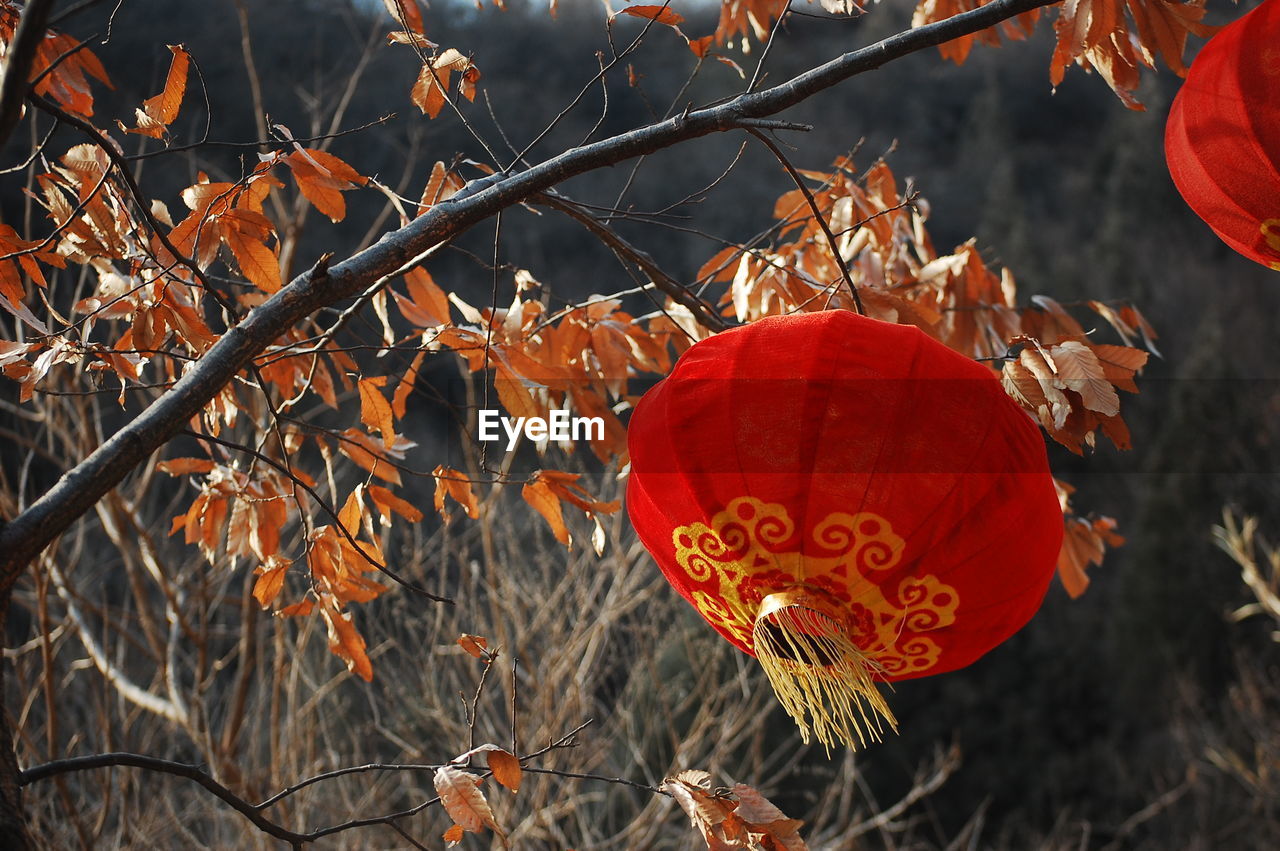 CLOSE-UP OF AUTUMN LEAVES