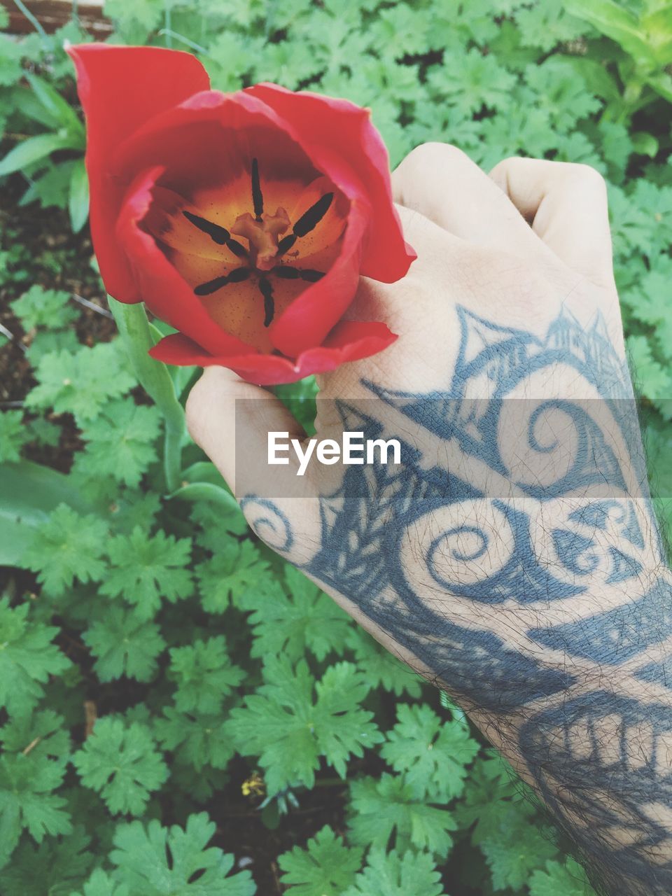 Close-up of tattooed hand holding flower