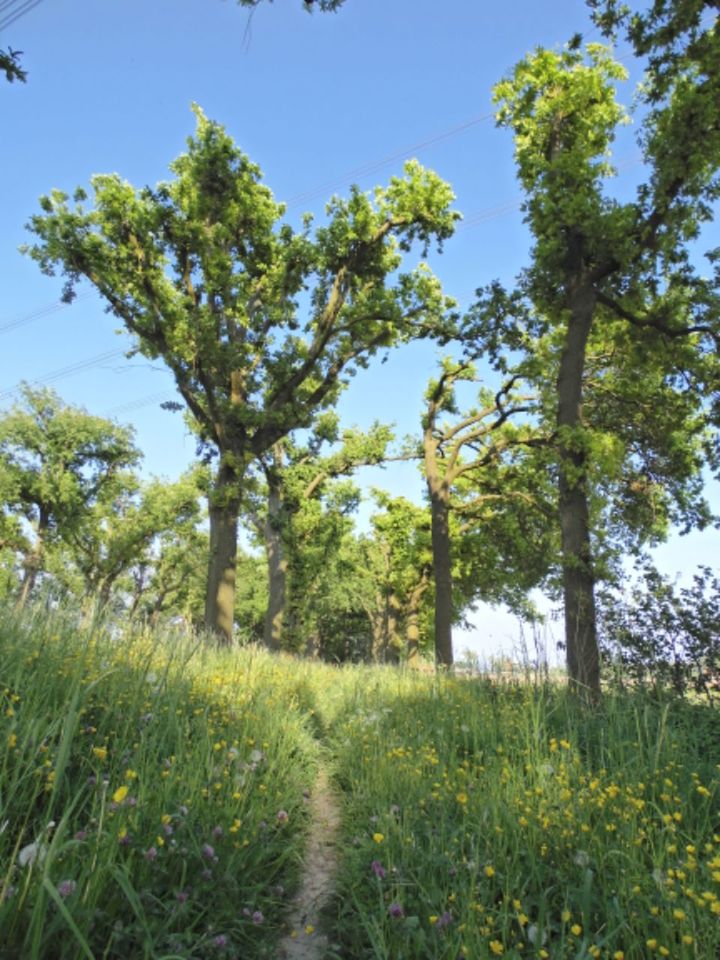 TREES ON GRASSY FIELD