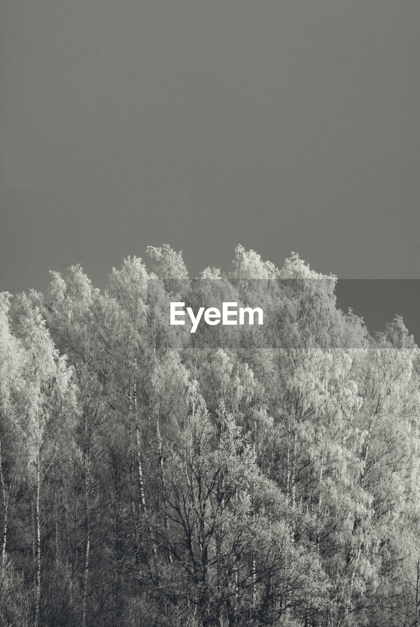 LOW ANGLE VIEW OF TREE IN FOREST AGAINST SKY
