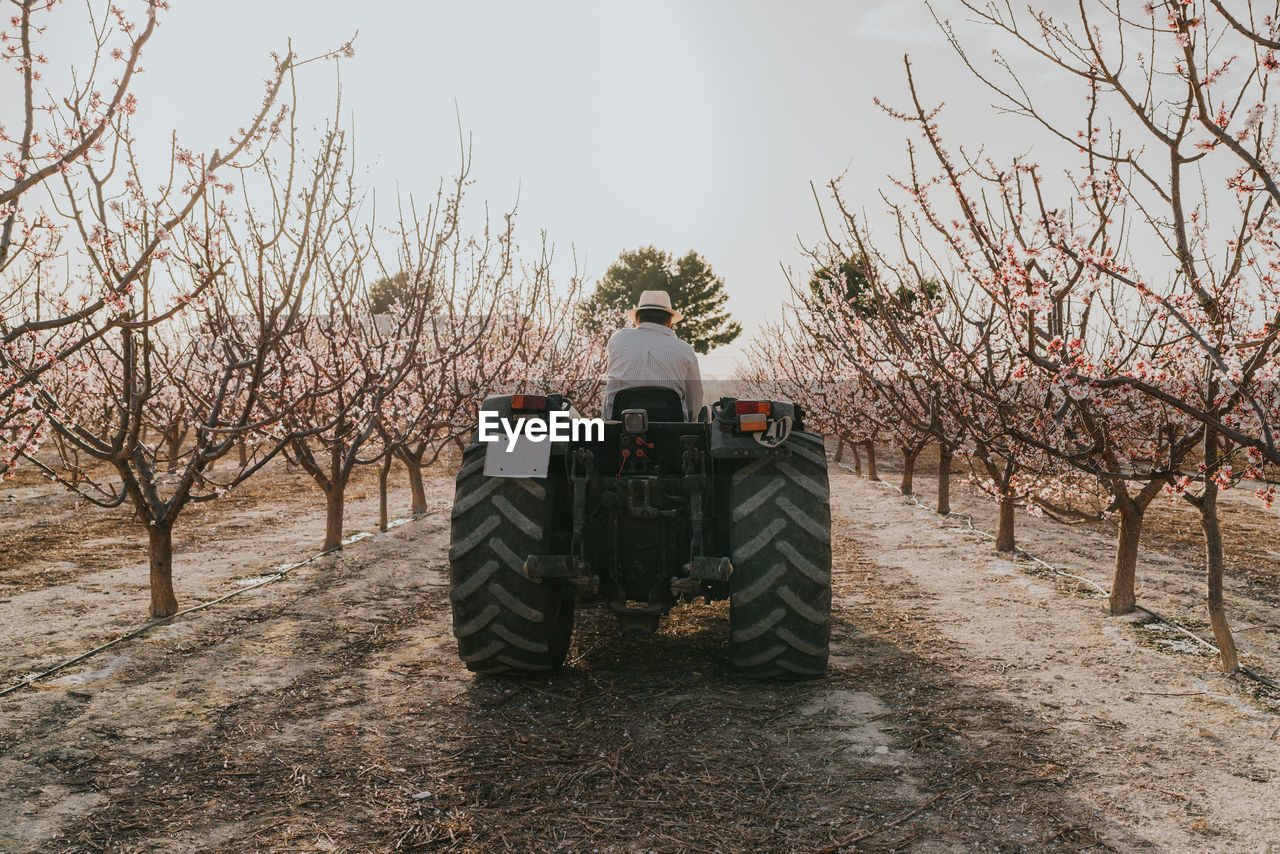 Back view of anonymous male farmer driving tractor near blooming apricot trees growing in countryside on summer day