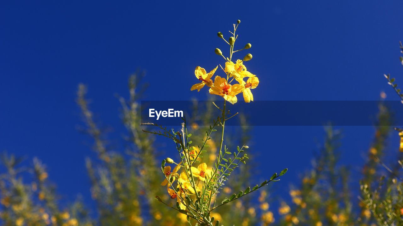 CLOSE-UP OF YELLOW FLOWERING PLANTS AGAINST CLEAR BLUE SKY