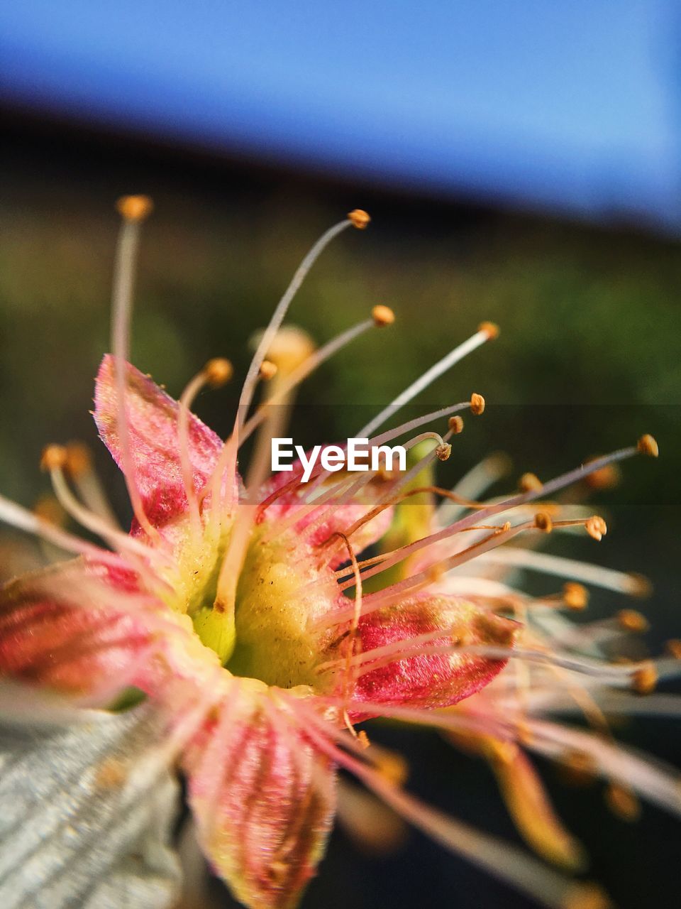 Close-up of pink flower