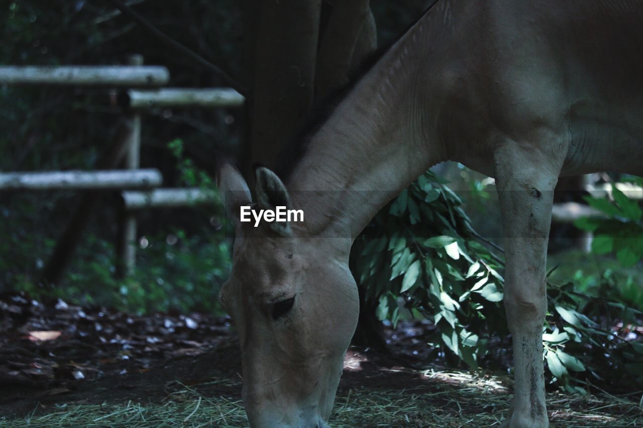 CLOSE-UP OF HORSE IN FIELD