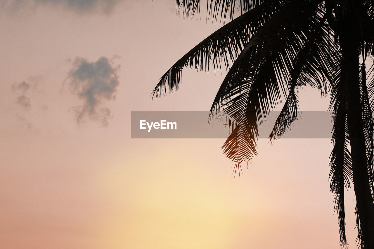 palm tree, tropical climate, sky, tree, sunset, nature, plant, beauty in nature, silhouette, palm leaf, tranquility, sunlight, cloud, scenics - nature, leaf, coconut palm tree, no people, idyllic, tranquil scene, branch, tropical tree, outdoors, copy space, growth, land, sun, low angle view, water, dusk, environment, travel destinations, sea, plant part, beach, back lit