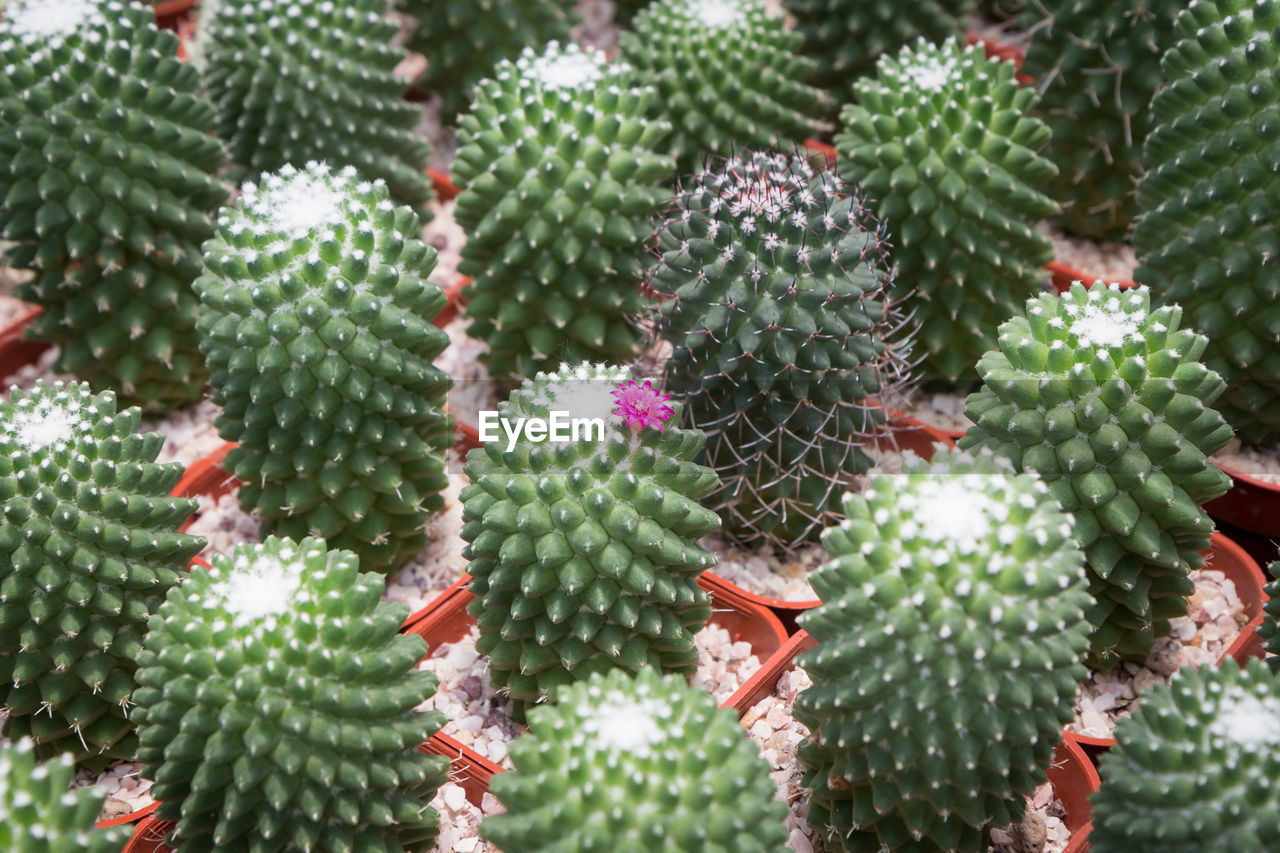 HIGH ANGLE VIEW OF SUCCULENT PLANT