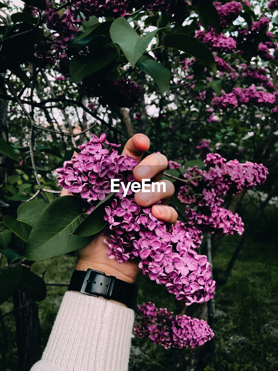 Close-up of hand holding purple flowering plant