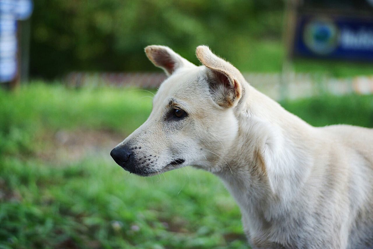 Close-up of dog looking away