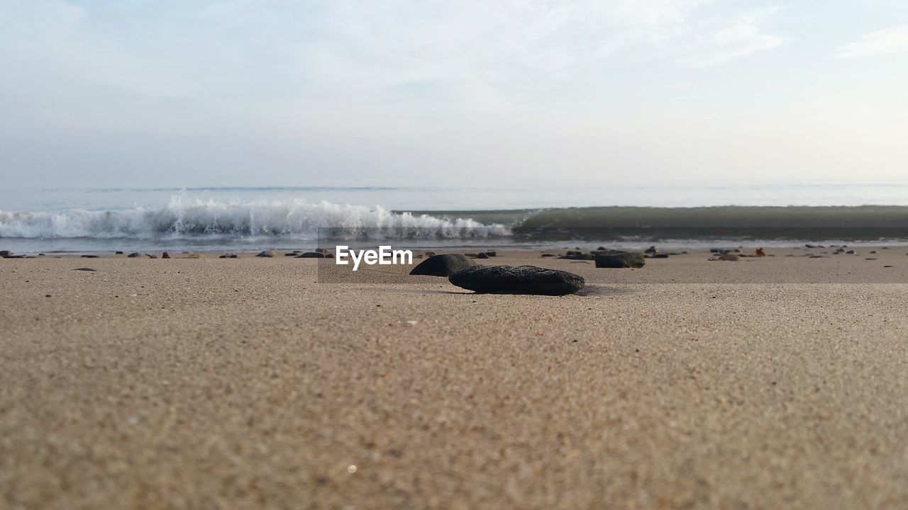 VIEW OF HORSE ON BEACH