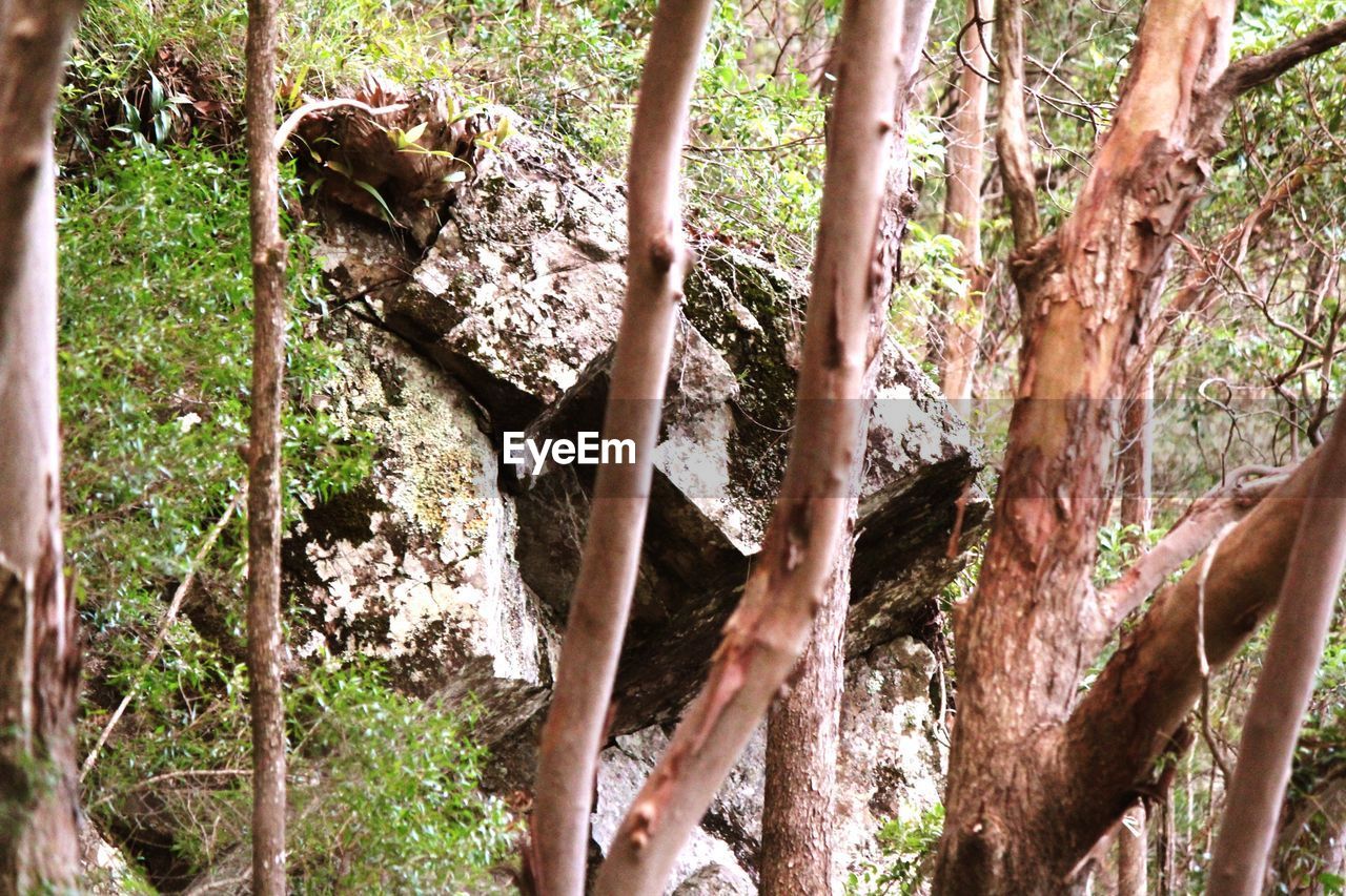 CLOSE-UP OF TREE IN FOREST