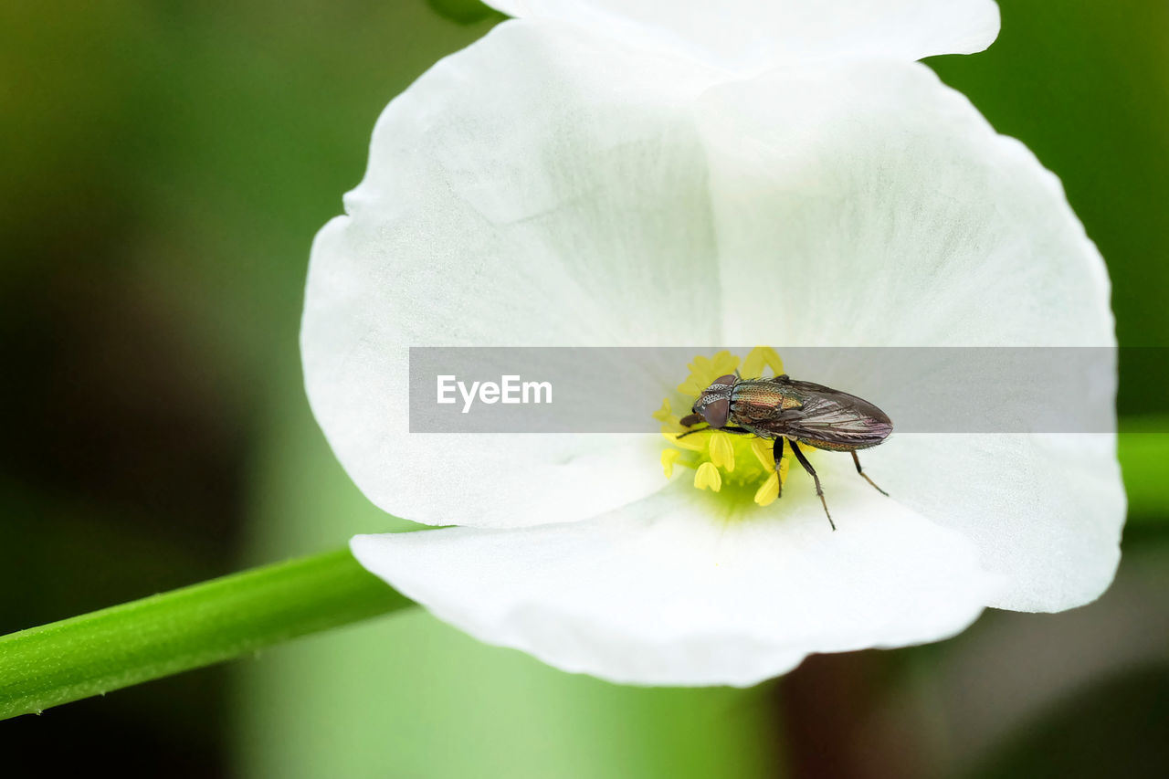 CLOSE-UP OF INSECT ON FLOWER