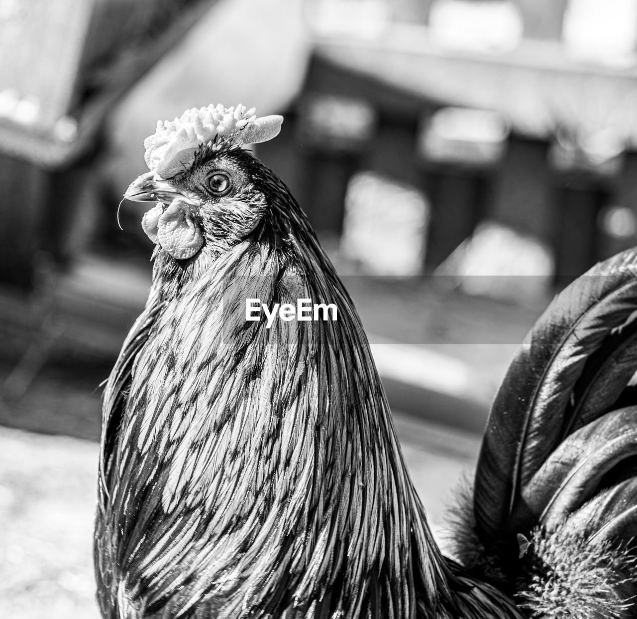 CLOSE-UP OF A BIRD