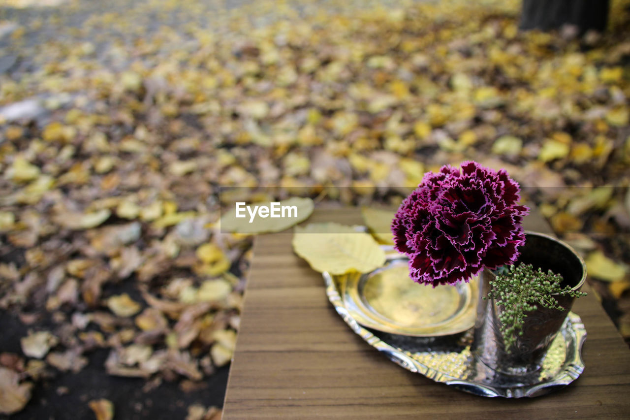 Close-up of flower growing on table