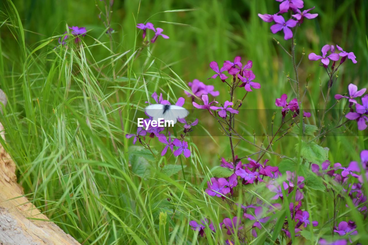 CLOSE-UP OF PURPLE FLOWERING PLANT