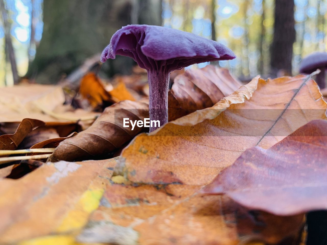 CLOSE-UP OF MUSHROOM GROWING IN AUTUMN