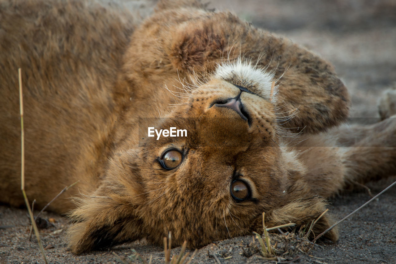 Close-up of lion cub relaxing outdoors