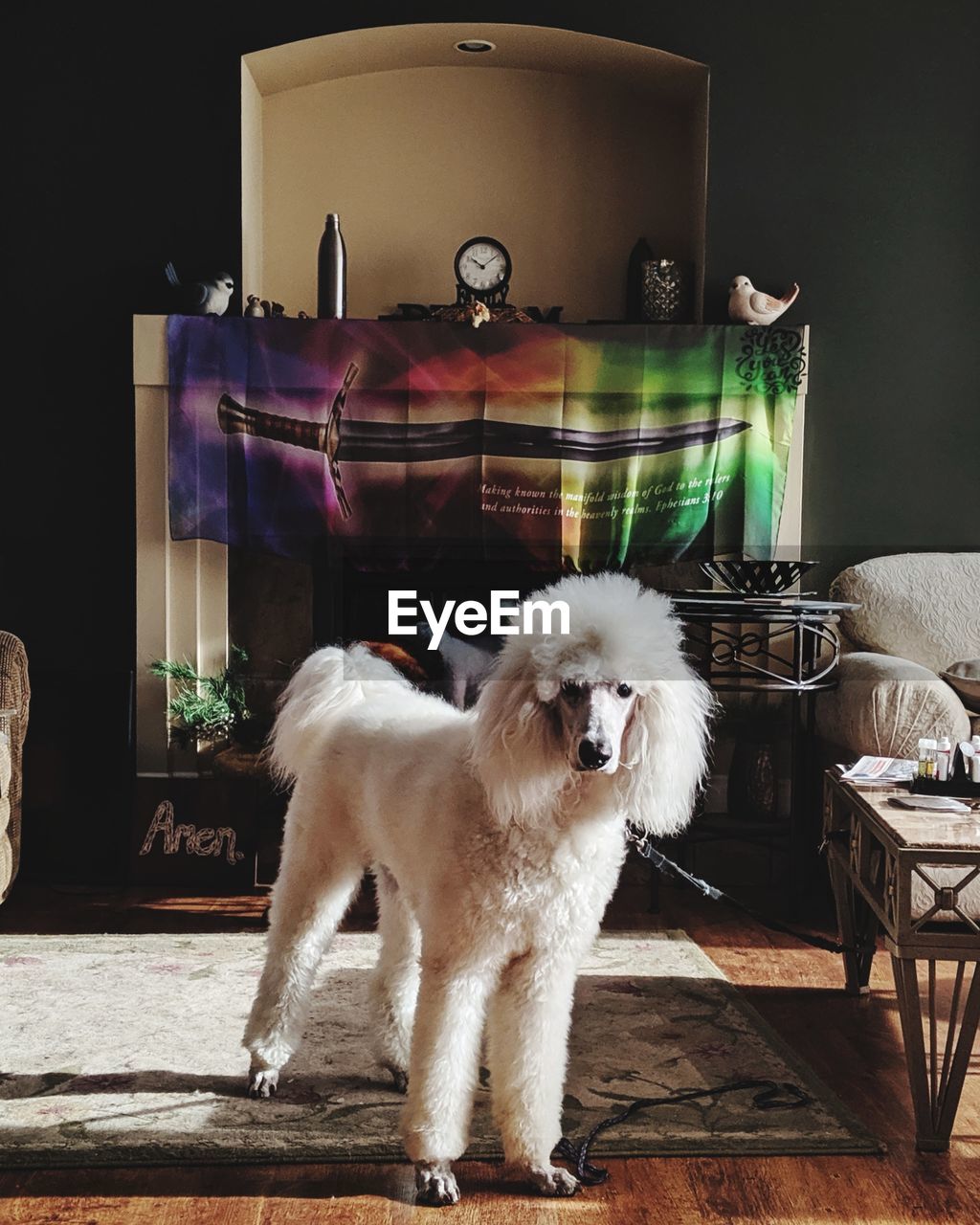 PORTRAIT OF DOG SITTING ON TABLE