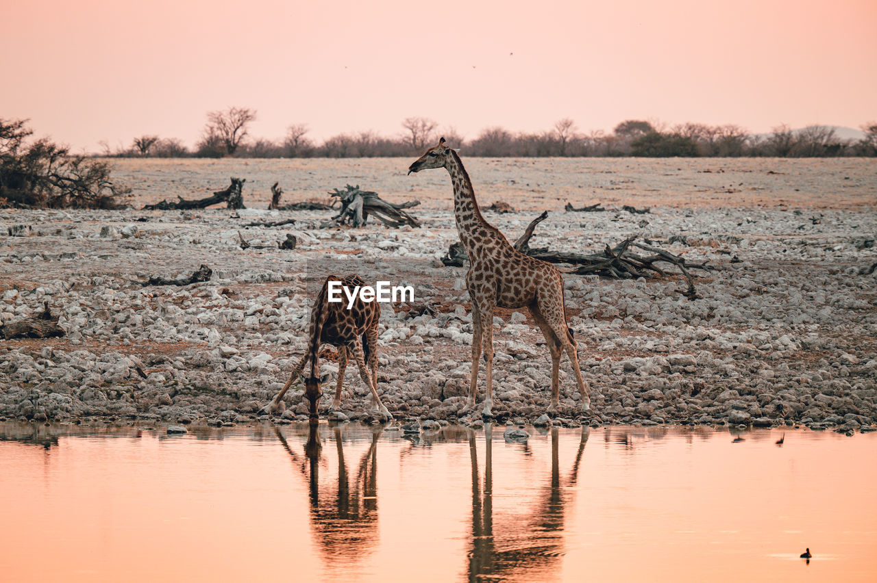 Two giraffes at a watering hole while drinking in ethosha national park, namibia