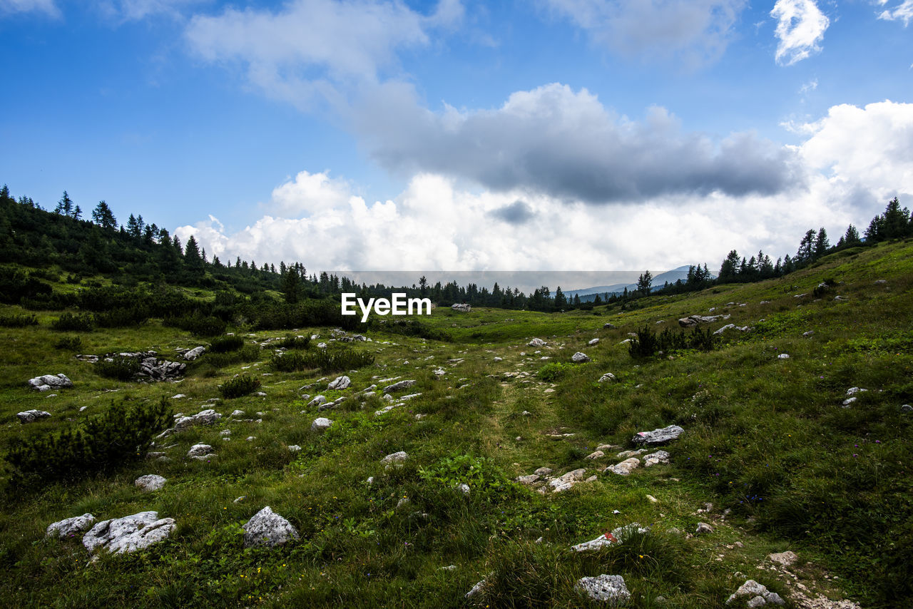 sky, environment, nature, cloud, landscape, mountain, plant, wilderness, mountain range, meadow, land, highland, scenics - nature, beauty in nature, grass, plateau, tree, no people, non-urban scene, travel, grassland, green, travel destinations, tranquility, ridge, rural area, forest, tourism, coniferous tree, tranquil scene, pinaceae, plain, summer, pine tree, outdoors, blue, field, social issues, water, pine woodland, day, activity, rock, environmental conservation, valley, natural environment, lake, vacation, trip, rural scene, holiday